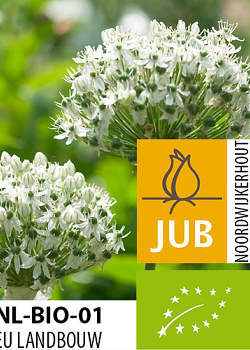 X   50 BIO ALLIUM NIGRUM (MULTIBULBOSUM) 8/+