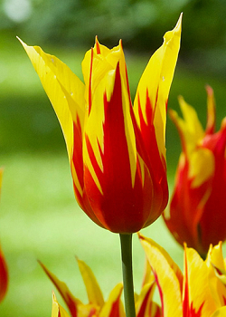 X 100 TULIPA FIRE WINGS 12/+