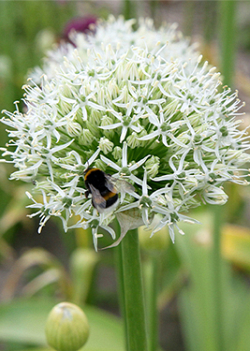 X   25 ALLIUM MOUNT EVEREST 18/20