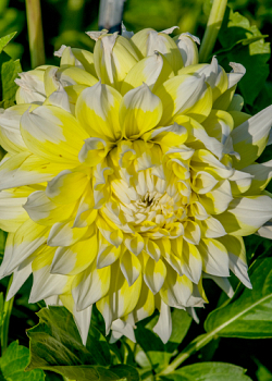 X 10 DAHLIA GRAND PRIX I