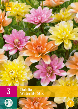 X 3 DAHLIA WATERLILY MIX I