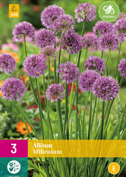 X 3 ALLIUM MILLENIUM I