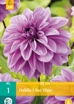 X 1 DAHLIA LILAC TIME I