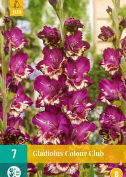 X   7 GLADIOLUS COLOUR CLUB 12/14