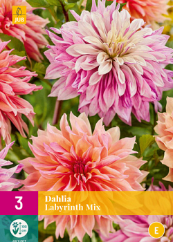 X 3 DAHLIA LABYRINTH MIX I