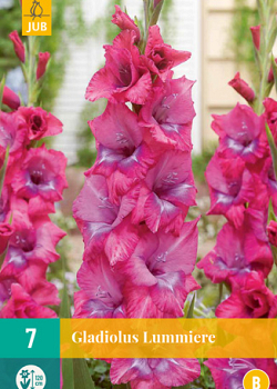 X   7 GLADIOLUS LUMMIERE 12/14