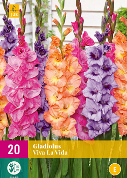 X 20 GLADIOLUS VIVA LA VIDA 12/14