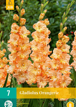 X   7 GLADIOLUS ORANGERIE 12/14