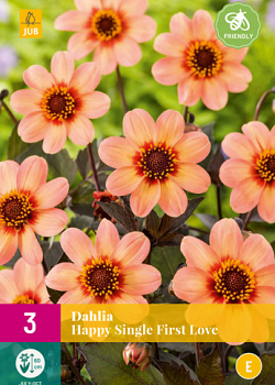 X 3 DAHLIA HAPPY SINGLE FIRST LOVE I