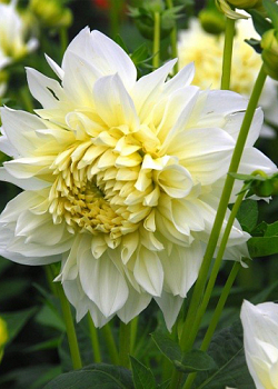 X 10 DAHLIA WHITE PERFECTION I