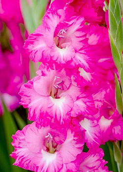 X 100 GLADIOLUS FAIRYTALE PINK 12/14