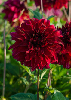 X 10 DAHLIA BOHEMIAN SPARTACUS I