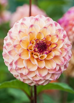 X 10 DAHLIA WINE EYED JILL I