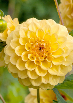 X 10 DAHLIA GOLDEN SCEPTER I