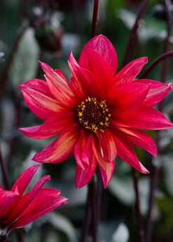 X 10 DAHLIA WALTZING MATHILDA I