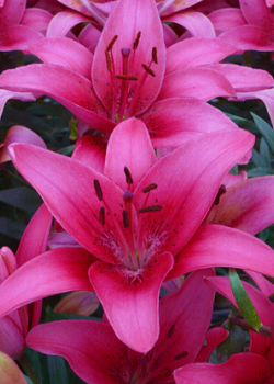 X 50 LILIUM PINK COUNTY 14/16