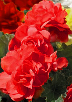 X 25 BEGONIA GRANDIFLORA RED 5/6