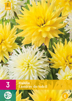 X 3 DAHLIA LUMIERE DU SOLEIL I