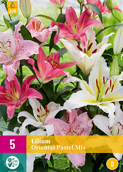 X 5 LILIUM ORIENTAL PASTEL MIX 14/16