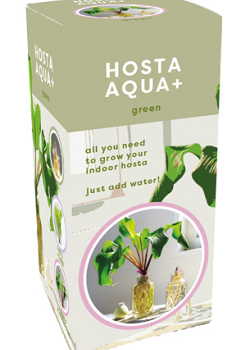 X 1 DOOSJE 1 HOSTA AQUA+ GREEN IN GLAS TOP