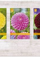 X  75 DAHLIA POMPON I