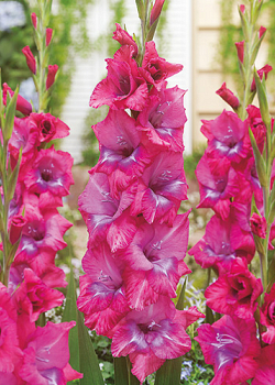 X 100 GLADIOLUS LUMMIERE 12/14