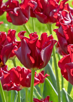 X 100 TULIPA RED DRESS 11/12