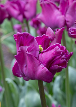 X 100 TULIPA CROWN OF NEGRITA 11/12