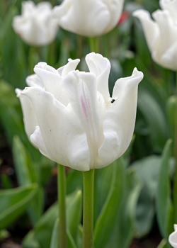 X 100 TULIPA WHITE LIBERSTAR 10/11