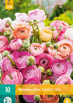 X 10 RANUNCULUS PASTEL MIX 6/7