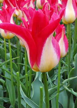 X 100 TULIPA STRAWBERRY ROMANOFF 11/12