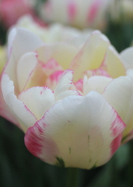 X 100 TULIPA DOUBLE SHAKE 11/12