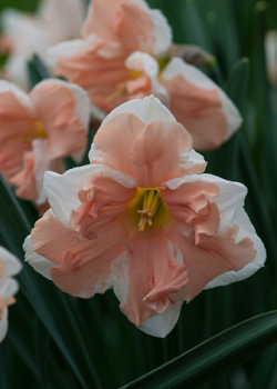 X 100 NARCISSUS APRICOT WHIRL 12/14