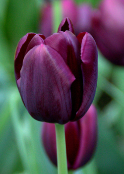 X 100 TULIPA BLACK JACK 10/11