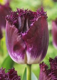 X 100 TULIPA PURPLE CRYSTAL 10/11