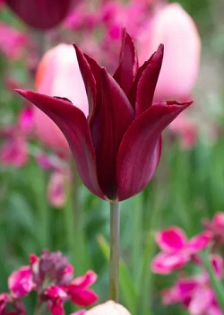 X 100 TULIPA SARAH RAVEN 11/12