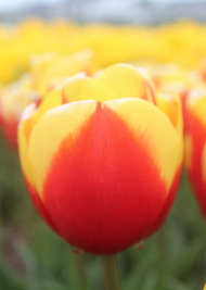 X 100 TULIPA NIBBIT 11/12