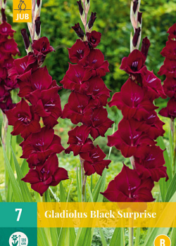 X   7 GLADIOLUS BLACK SURPRISE 12/14