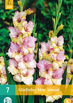 X   7 GLADIOLUS MON AMOUR 12/14