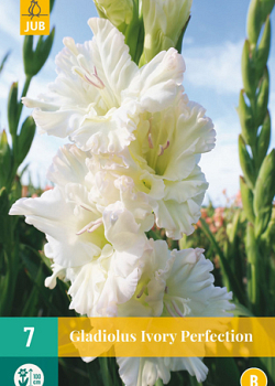 X   7 GLADIOLUS IVORY PERFECTION 12/14