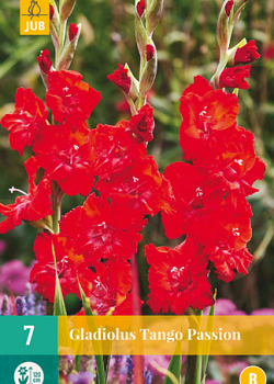 X   7 GLADIOLUS TANGO PASSION 12/14