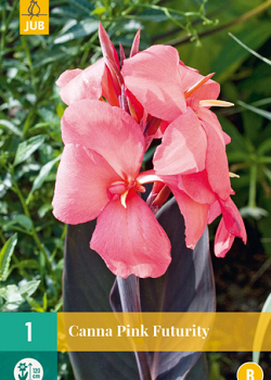 X   1 CANNA PINK FUTURITY I