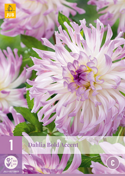 X 1 DAHLIA BOLD ACCENT I