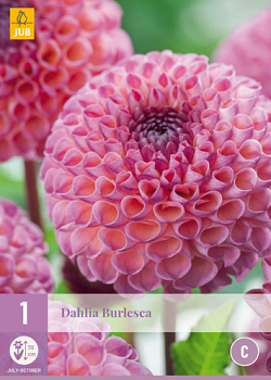 X 1 DAHLIA BURLESCA I