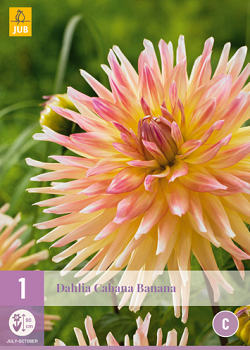 X 1 DAHLIA CABANA BANANA I