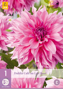 X 1 DAHLIA CAFE AU LAIT ROSE I