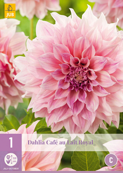 X 1 DAHLIA CAFE AU LAIT ROYAL I