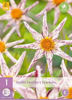 X 1 DAHLIA DESTINYS TEACHERS I