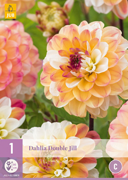 X 1 DAHLIA DOUBLE JILL I