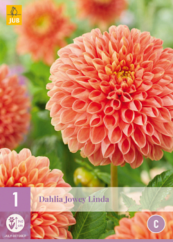 X 1 DAHLIA JOWEY LINDA I